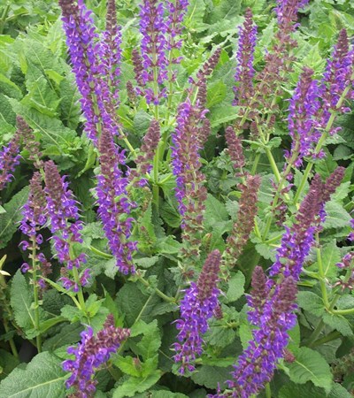 Meadow Sage May Night